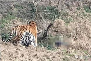 瘟疫动物园最新爆料,惊悚事件背后的真相曝光